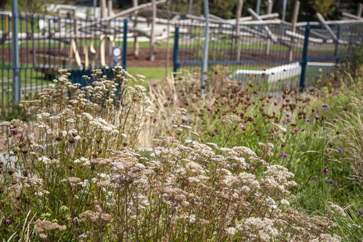 paisatgisme parc de l ossa amb plantes autoctones